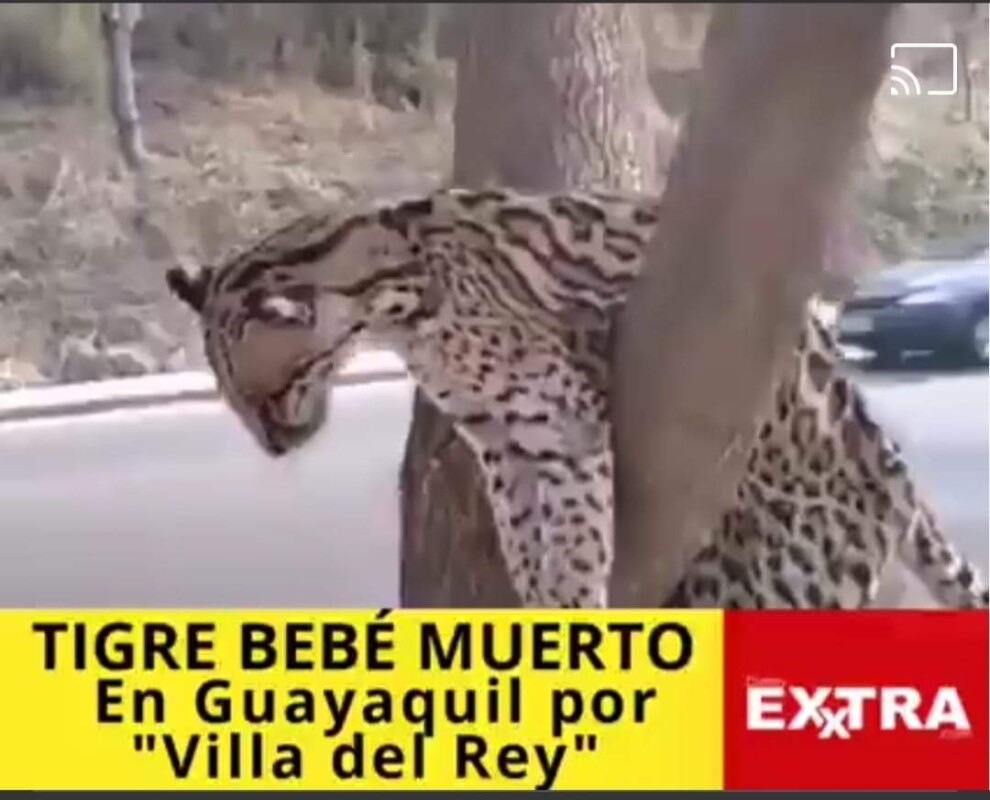 tigre bebe muerto guayaquil animals tiger Ecuador
